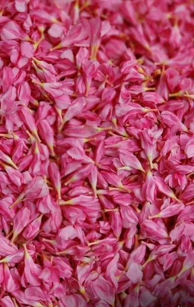 Arali Poo (Oleander Flower)