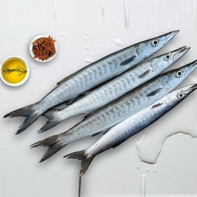 Barracuda