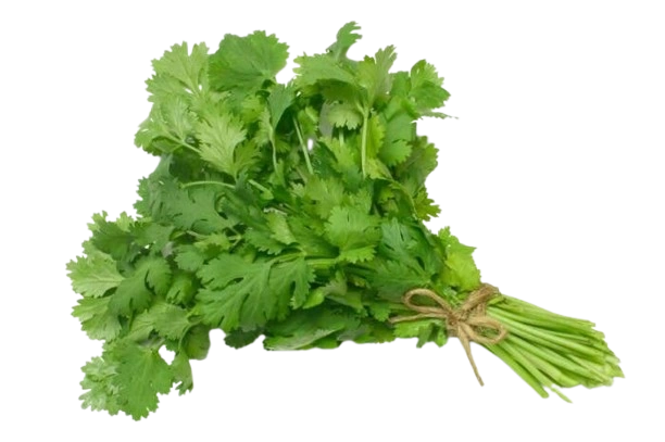 Coriander Leaves