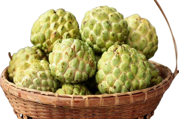 Custard Apple