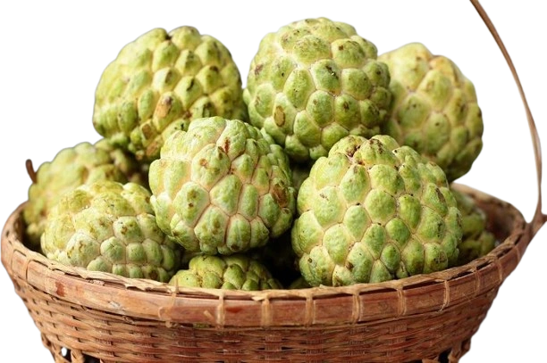 Custard Apple