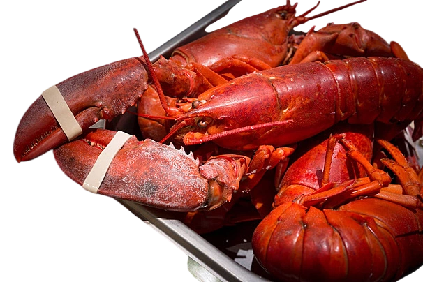 Lobster