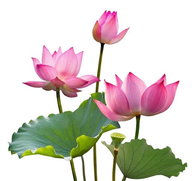 Lotus Flower