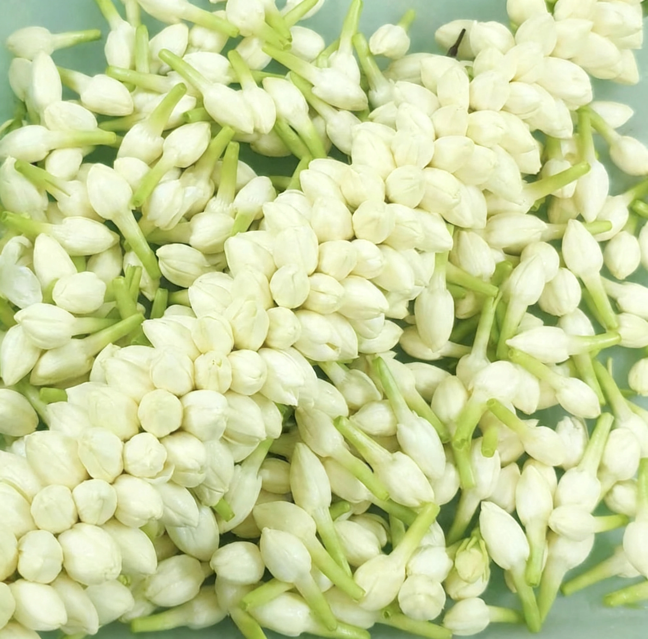 Malligai Hair String