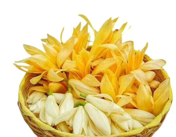 Manoranjitham Flower