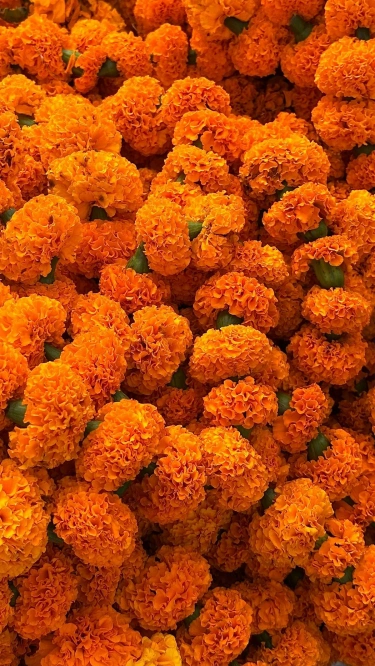 Marigold Petals
