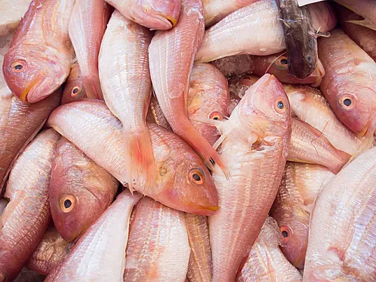 Red Snapper