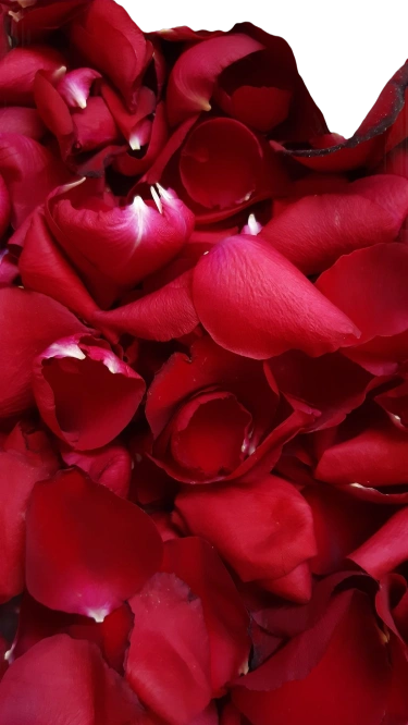 Rose Petals