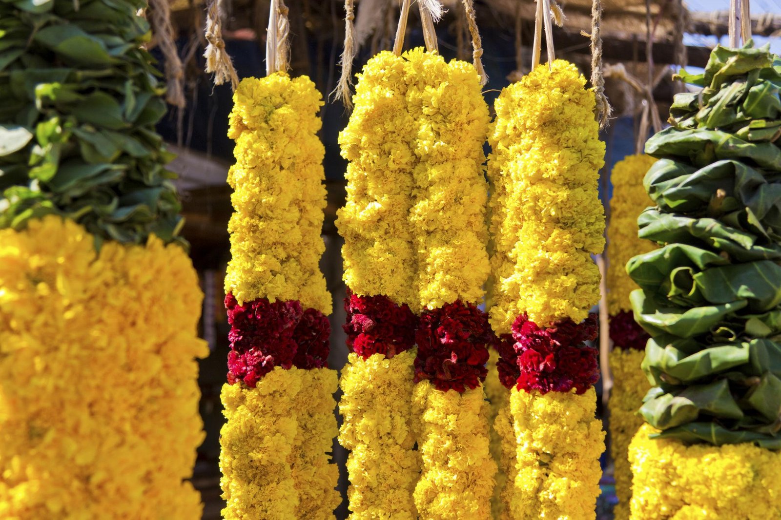 Samanthi Maalai