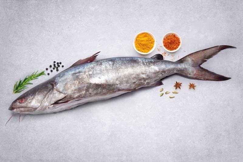 Sea Catfish