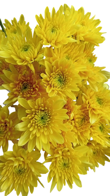sevanthi poo(Chrysanthemum Flower)(yellow)
